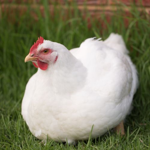 gallinas hy line white