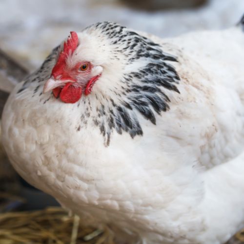 gallinas sussex