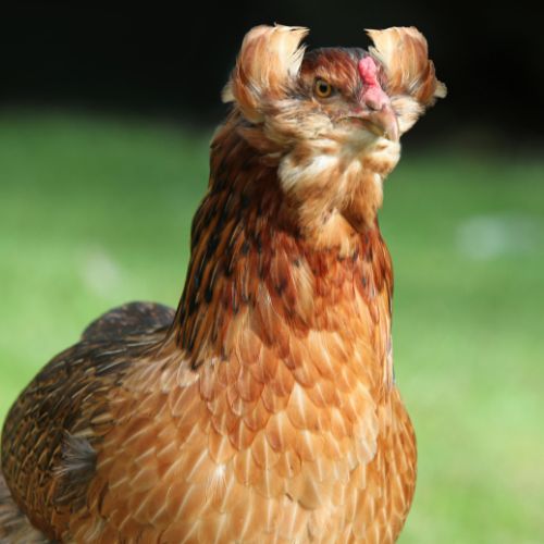venta de gallinas araucanas