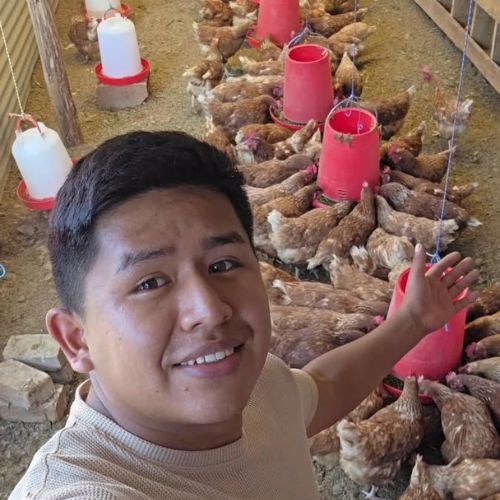 venta de gallinas cafes