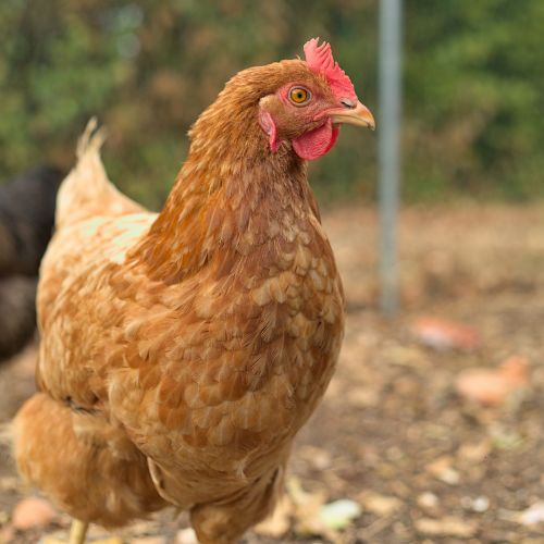 venta de isa brown