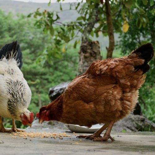 venta gallina hy line brown